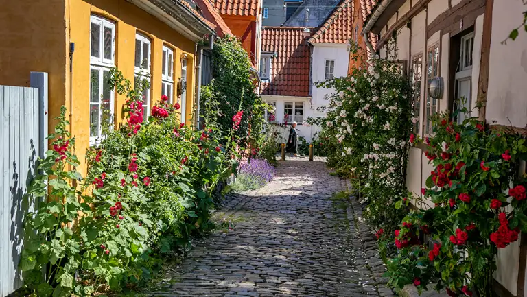 Stokroser, Anna Queens Stræde